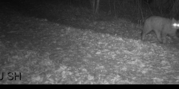 Sensationeller Nachweis einer Wildkatze in Schleswig-Holstein