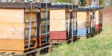 Therapeutisches Imkern für Rehabilitanden