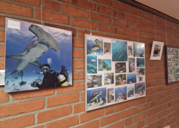 Natur pur: Fotoausstellung von Karola Thieme im Möllner Stadthaus
