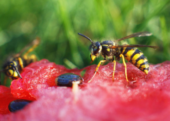 Bei allergischen Reaktionen ist Vorsicht geboten
