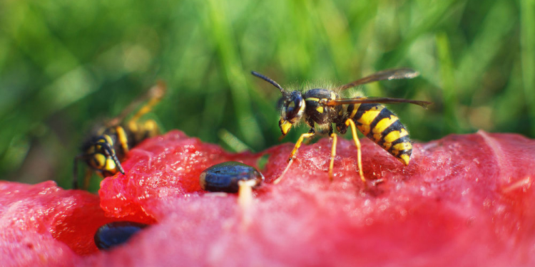 Bei allergischen Reaktionen ist Vorsicht geboten