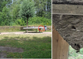 Stichhaltige Gründe für Abstand: Hornissen und Wespen nisten an ungewöhnlichen Orten