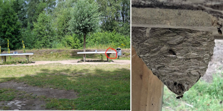 Stichhaltige Gründe für Abstand: Hornissen und Wespen nisten an ungewöhnlichen Orten