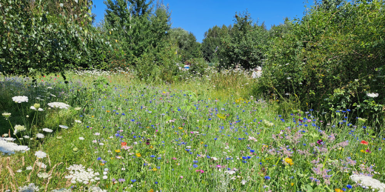 Ratzeburger Insektensommer