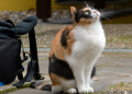 Tierisch gut vorbereitet