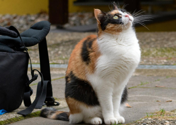 Tierisch gut vorbereitet