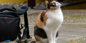 Tierisch gut vorbereitet