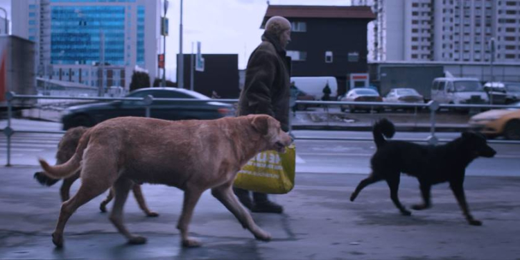 Dokumentation im Kino: ‚Dreaming Dogs‘