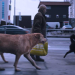 Dokumentation im Kino: ‚Dreaming Dogs‘