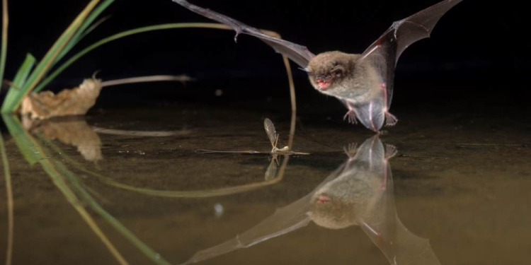Unterwegs zu den Jägern der Nacht – Fledermaustouren im Naturpark