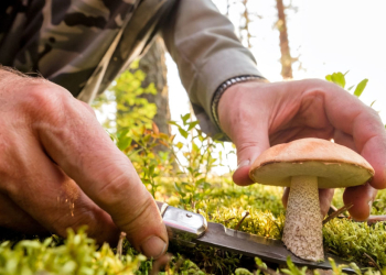 Achtung vor Pilzvergiftungen im Kreis Herzogtum Lauenburg