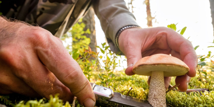 Achtung vor Pilzvergiftungen im Kreis Herzogtum Lauenburg