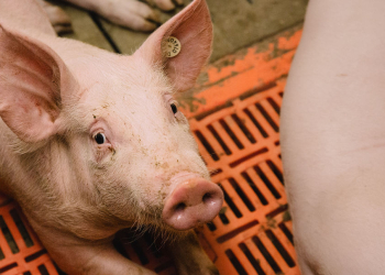 IG BAU ruft Beschäftigte in der Tierhaltung zu Umfrage auf