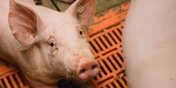 IG BAU ruft Beschäftigte in der Tierhaltung zu Umfrage auf