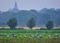 Exkursion zum Priestermoor und Manauer Moor