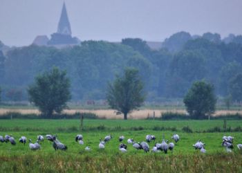Exkursion zum Priestermoor und Manauer Moor
