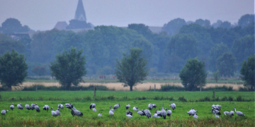 Exkursion zum Priestermoor und Manauer Moor