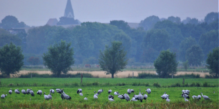 Exkursion zum Priestermoor und Manauer Moor