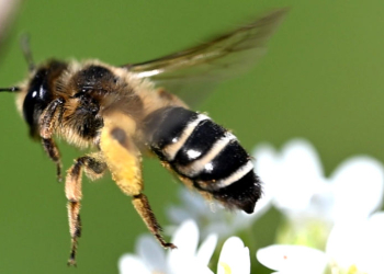 Blühflächen in Tesperhude sind Heimat für teilweise seltenen Wildbienen