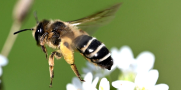 Blühflächen in Tesperhude sind Heimat für teilweise seltenen Wildbienen