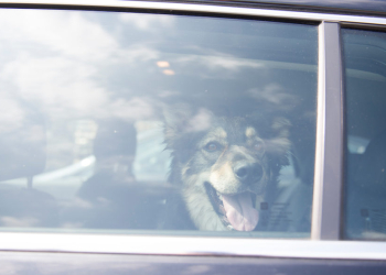 „Hund im Backofen“ – Wenn das Auto zur Todesfalle wird