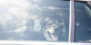 „Hund im Backofen“ – Wenn das Auto zur Todesfalle wird