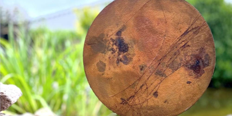 50 Künstlerinnen und Künstler öffnen ihre Ateliers