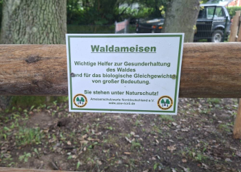 Nester von Waldameisen umgesiedelt
