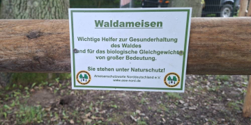 Nester von Waldameisen umgesiedelt