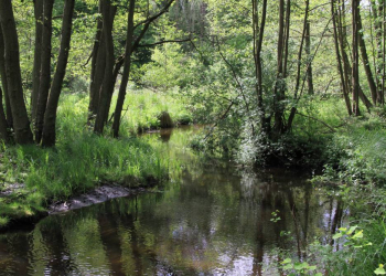 Spaziergang durch das herbstliche Hellbachtal