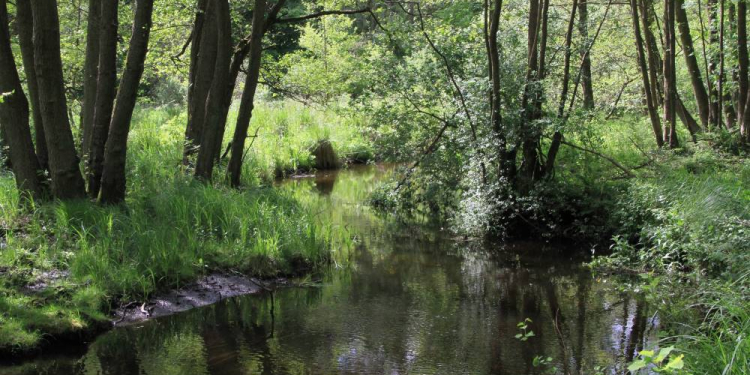 Spaziergang durch das herbstliche Hellbachtal