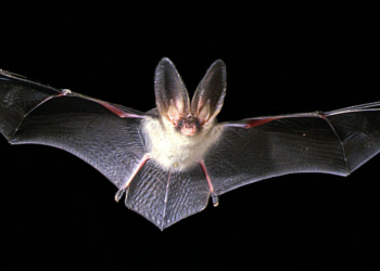 Vortrag Fledermäuse im Kreis Herzogtum Lauenburg