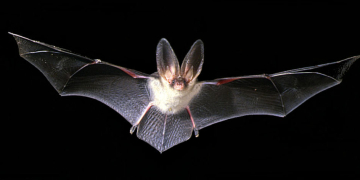 Vortrag Fledermäuse im Kreis Herzogtum Lauenburg