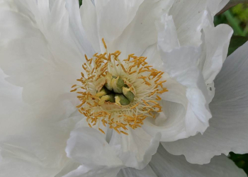 Herbstausstellung: Natur ist Kunst