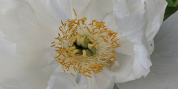 Herbstausstellung: Natur ist Kunst