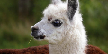 Achtsamkeit, Natur und Bewegung als Therapie