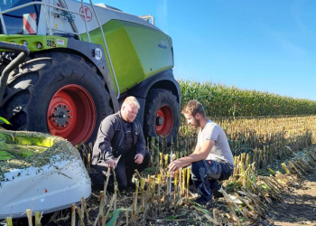Die Maisernte startet in Schleswig-Holstein