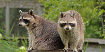 Haltung und Aufnahme von Waschbären