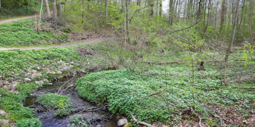 ‚Wasser, Wald und Wandel‘ – Auf historischen Spuren im Kupfermühlental