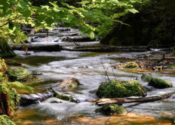 Führung im Naturschutzgebiet Billetal: ‚Baum als Lebensraum‘