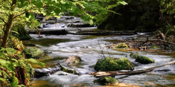 Führung im Naturschutzgebiet Billetal: ‚Baum als Lebensraum‘
