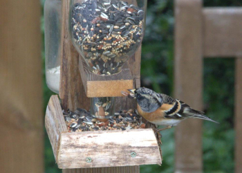 NABU- Vortrag: ‚Unsere Gartenvögel‘