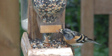 NABU- Vortrag: ‚Unsere Gartenvögel‘