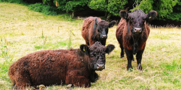 Vortrag über Weidetiere und biologische Vielfalt