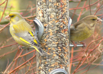Winterfreuden mit Amsel, Fink und Spatz