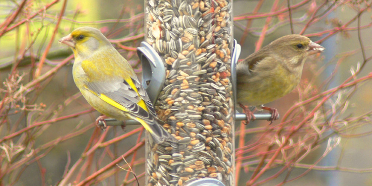 Winterfreuden mit Amsel, Fink und Spatz