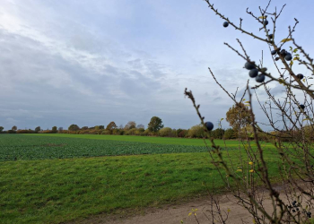 Knicks werden auf den Stock gesetzt