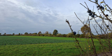 Knicks werden auf den Stock gesetzt