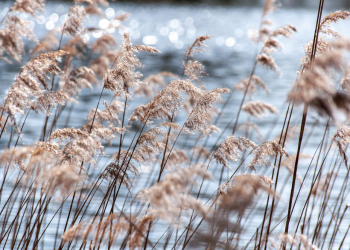 Arbeiten am Geesthachter Stadtparkteich