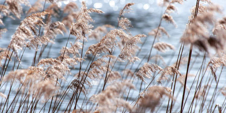 Arbeiten am Geesthachter Stadtparkteich